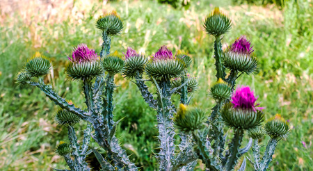 plant thistle with thorns in nature