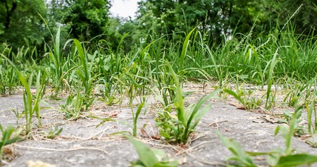 Green grass between paving slabs