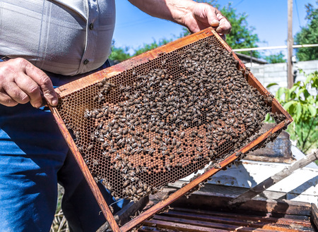Bees on the frame
