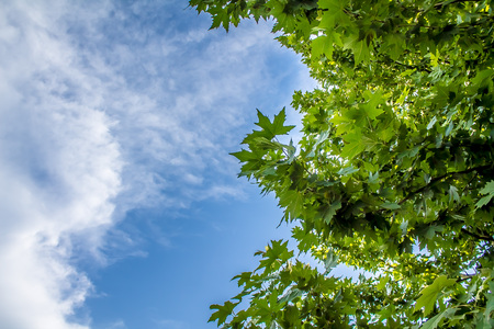 Leaves of a tree maple against a blue sky with white cloudsの写真素材