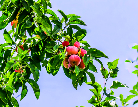 Red apples on a tree landscapeの写真素材