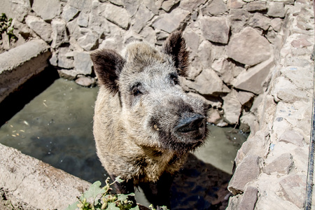 Dirty Wild boar close-upの写真素材