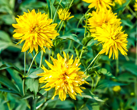 Yellow flower Golden ball close-upの写真素材