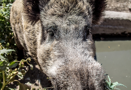 Dirty Wild boar close-upの写真素材