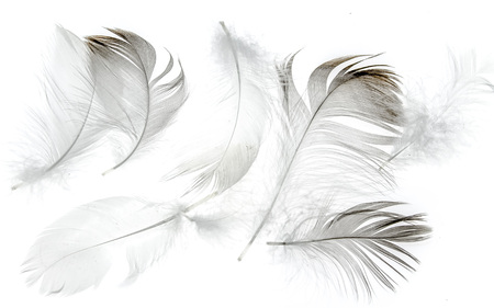Gray and white feathers of birds as an abstract background