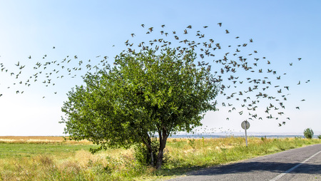 A flock of birds over a treeの写真素材