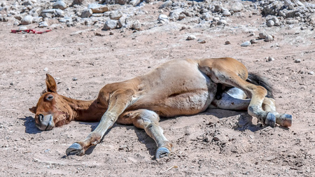 Dead horse on the sandの写真素材