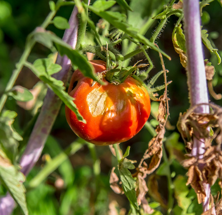 Tomato is affected by late blightの写真素材