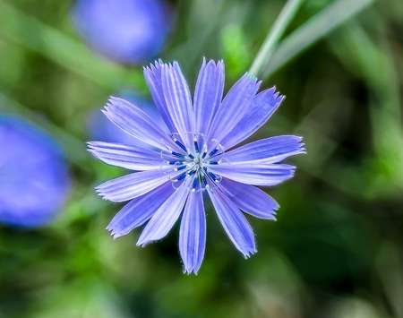 Flower of chicory in natureの写真素材