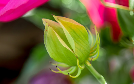 Green flower bud in nature