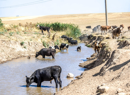 Cows in the water at the watering holeの写真素材