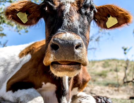 Portrait of a cow close-up in natureの写真素材