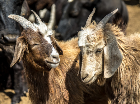 Two young goats close-upの写真素材