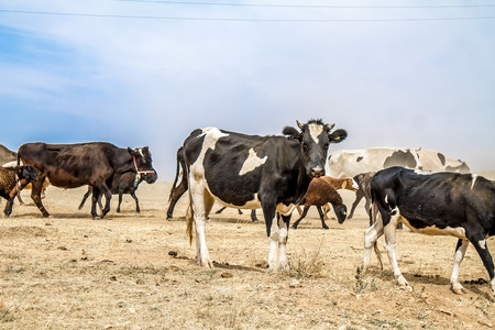 Animals livestock cross the road