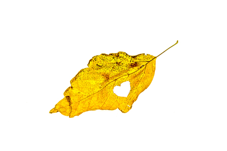 Withered autumn leaf on a white backgroundの写真素材