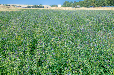 Field with a plant of alfalfaの写真素材
