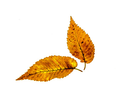 Withered autumn leaves on a white background