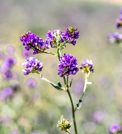 The flowers of the alfalfa plantの写真素材