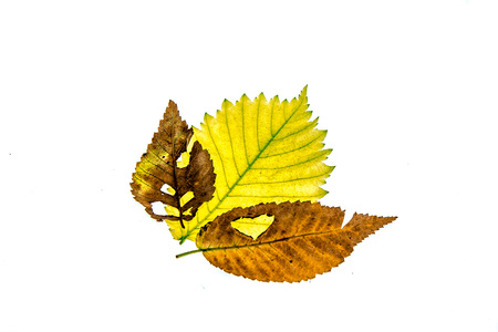 Withered autumn leaves on a white background