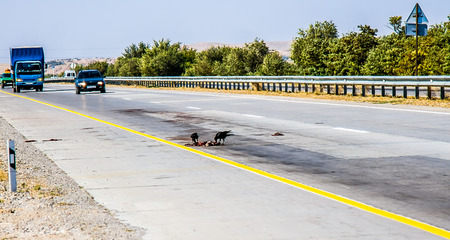 The dead dog on the roadの写真素材