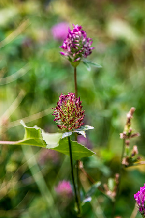 Clover flowers in nature closeupの写真素材
