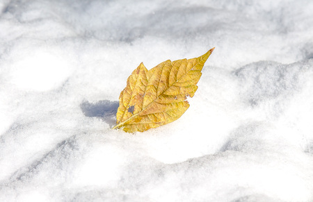 Snow texture closeup photo with leavesの写真素材
