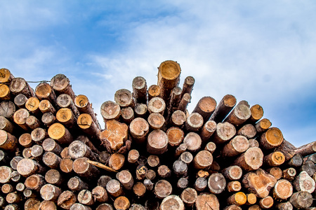 Wood round timber in a pile