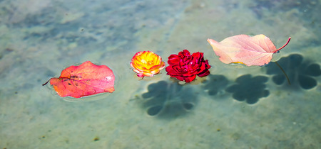 Autumn leaves on the water
