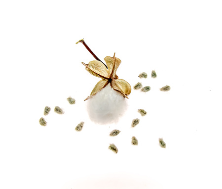Raw cotton ball isolated on white backgroundの写真素材