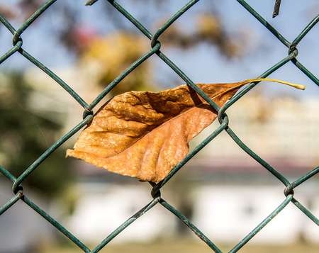 Autumn leaf on a metal fenceの写真素材
