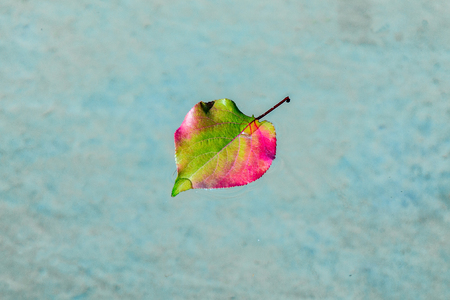 Autumn leaves on the water