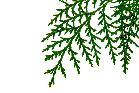 Sprig of thuja plant closeup isolated on white background