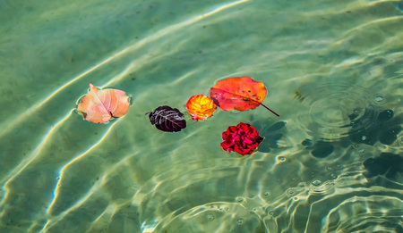 Autumn leaves on the waterの写真素材