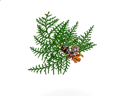 Sprig of thuja plant with cones isolated on white backgroundの写真素材