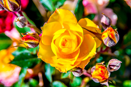 Roses in the park closeupの写真素材