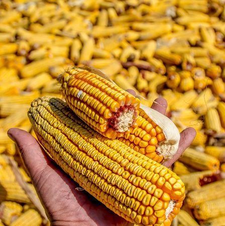 Corn cob in handsの写真素材