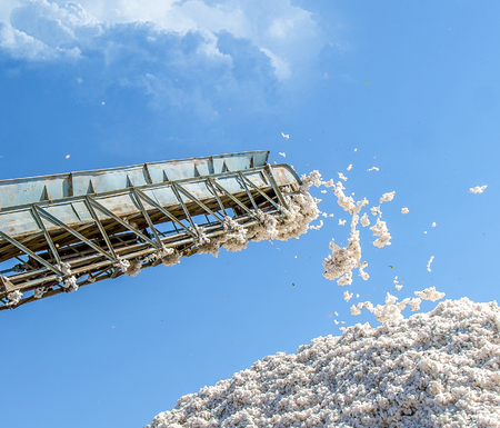 A big pile of raw cotton against the sky in a cotton plantの写真素材