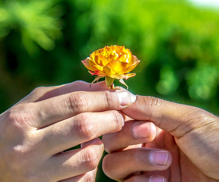 Yellow flower rose in handの写真素材