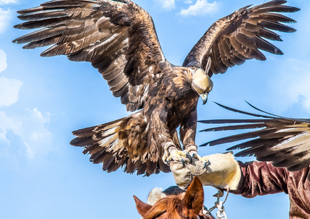 Eagle on the hand of man against the sky