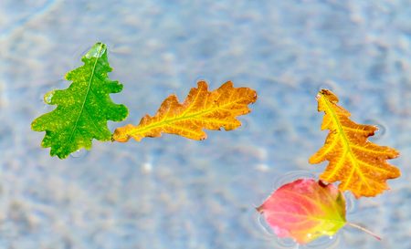 Autumn leaves on the water