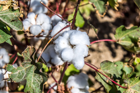 Raw cotton in a cotton fieldの写真素材