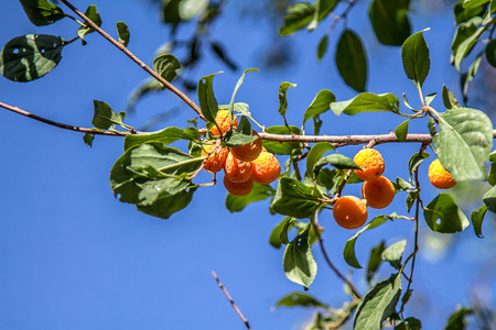 Yellow cherry plums on the treeの写真素材