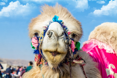 Head of a camel close up against the skyの写真素材