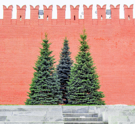 Green spruce on the background of the Kremlin brick wallの写真素材