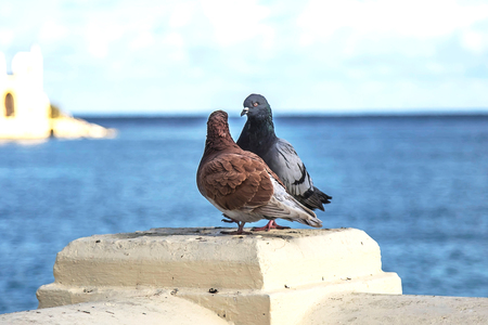 Pigeons on the sea promenade against the seaの写真素材