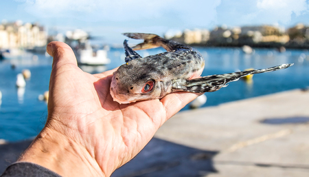 Sea fish in hand