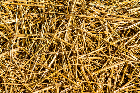 Straw on earth as an abstract backgroundの写真素材
