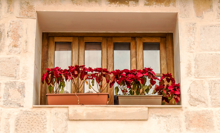 Plants with red poinsettia leaves on the windowの写真素材