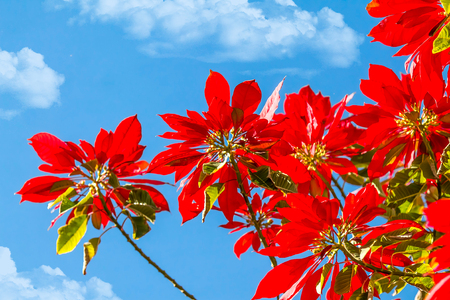 Plants with red poinsettia leaves against the skyの写真素材