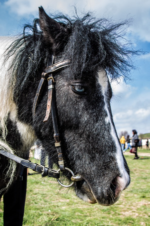 Big pony headの写真素材